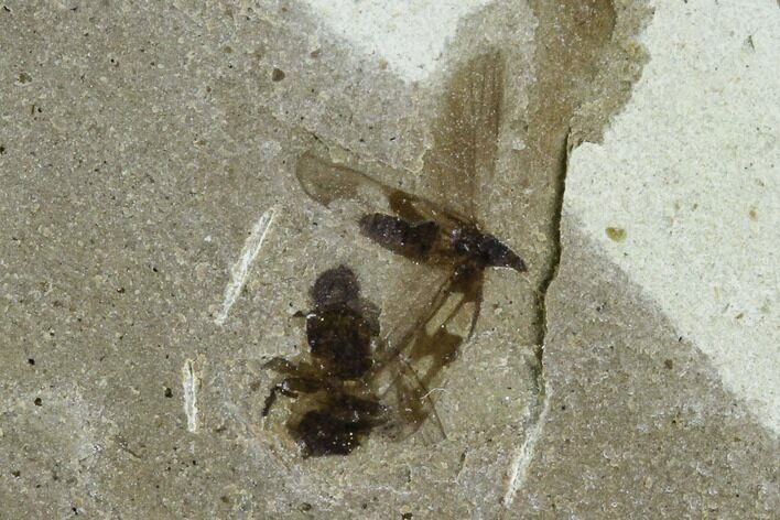 Fossil Insect Cluster (Flies & Lacewings - Utah #108821